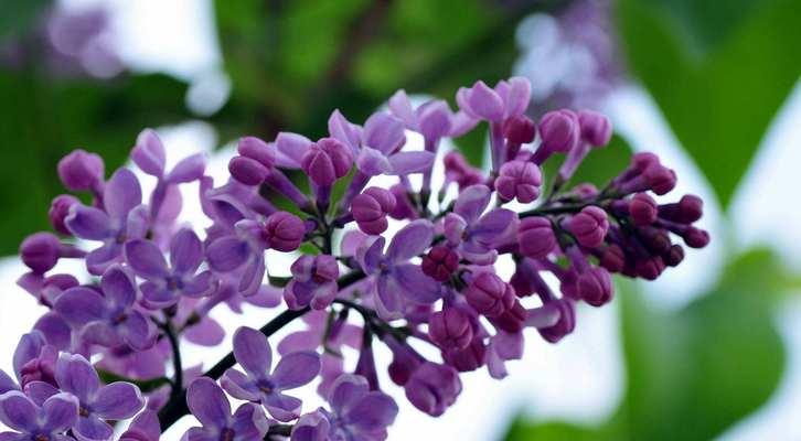 丁香花的花语及其意义（丁香花的花语与人生哲理）