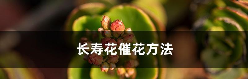 长寿花水培方法详解（打造高颜值室内花园，学习这些技巧即可！）