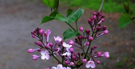 丁香花的花语及其意义（丁香花的花语与人生哲理）