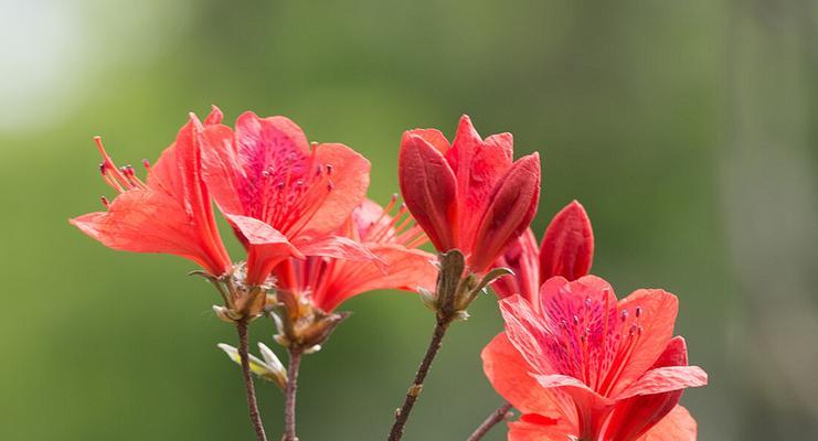 杜鹃花的花语与寓意（探究杜鹃花的丰富内涵）