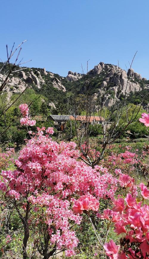 杜鹃花（杜鹃花的特点及象征意义）