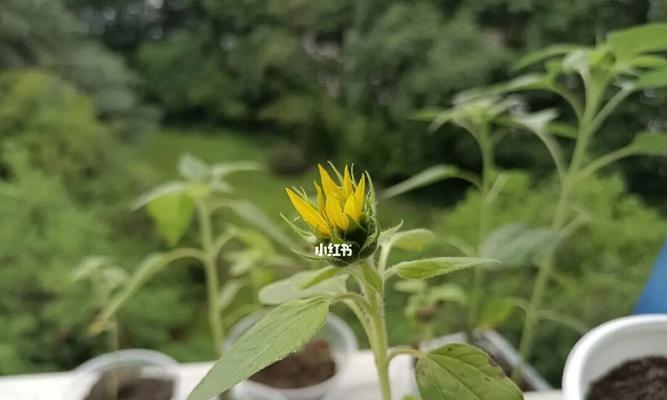 向日葵开花季节剖析（了解向日葵开花的最佳时间和方法）