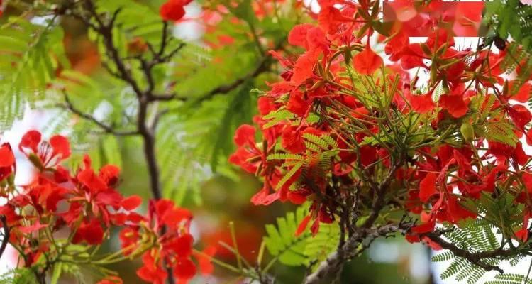 凤凰花的花语（凤凰花的象征与神秘）