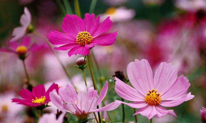 以格桑花的花语与生命的坚韧力量（探索以格桑花花语的美好寓意与意义）