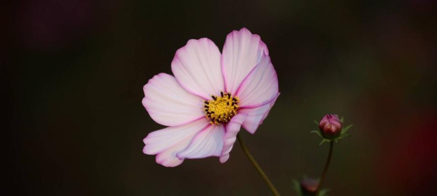 以格桑花的花语与生命的坚韧力量（探索以格桑花花语的美好寓意与意义）