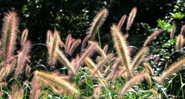 狗尾巴草的花语与意义（探寻狗尾巴草的神秘花语之谜）