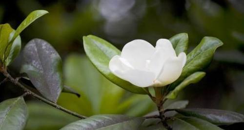 广玉兰花的花语与寓意（广玉兰花的深情内涵与美丽故事）