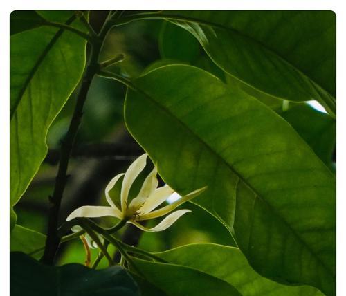 含笑花的花语——传递快乐与幸福的使者（含笑花的花语解析，快乐与幸福的象征）