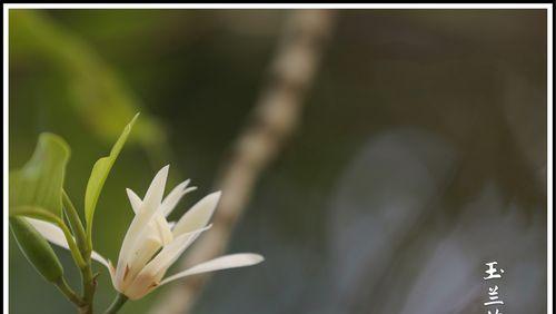 含笑花的花语——传递快乐与幸福的使者（含笑花的花语解析，快乐与幸福的象征）