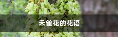 禾雀花的花语探秘——揭开花朵背后的秘密（禾雀花花语的意义及传统文化中的应用）