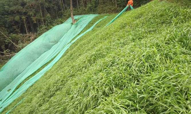 种草籽的步骤（从准备到收成，轻松栽培，让草籽长势喜人）