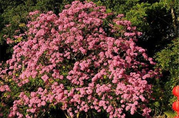 红花风铃木的花语（揭示红花风铃木背后的寓意与情感）