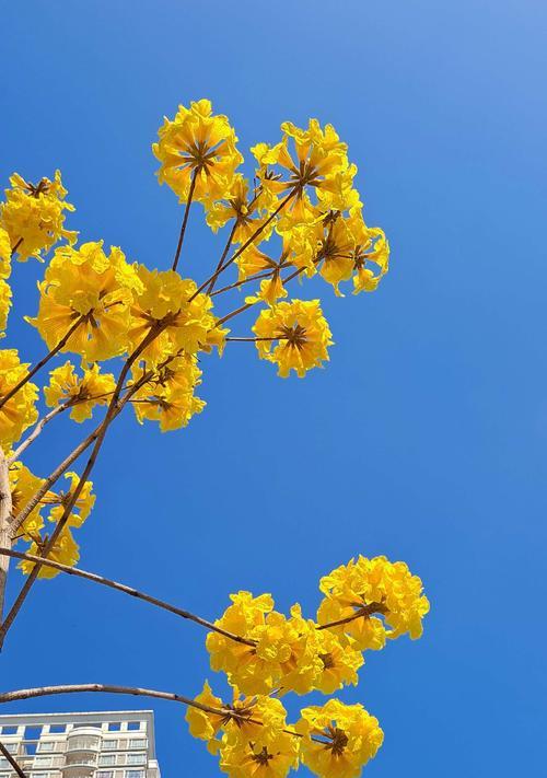 红花风铃木的花语（揭示红花风铃木背后的寓意与情感）