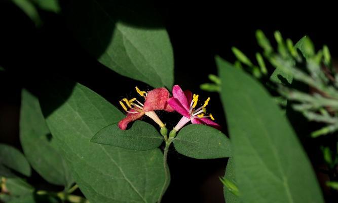 红花忍冬的花语与寓意（浪漫红花忍冬散发的爱的讯息）