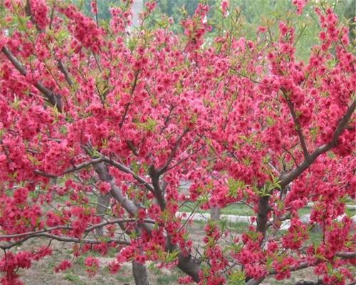 红叶碧桃花语之美丽与独特（探寻红叶碧桃的花语及其隐含的寓意）