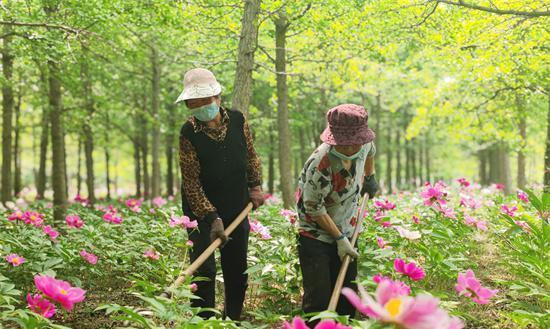 芍药种植全攻略（打造宜人庭院｜繁花似锦）