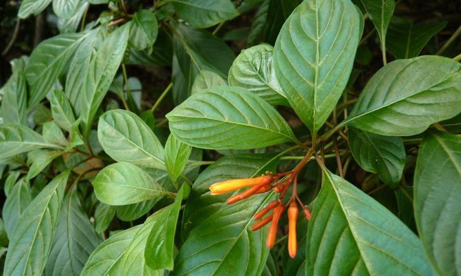 探秘茜草科植物（茜草科植物的分类、特点与应用）