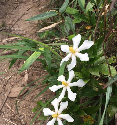 探秘茜草科植物（茜草科植物的分类、特点与应用）