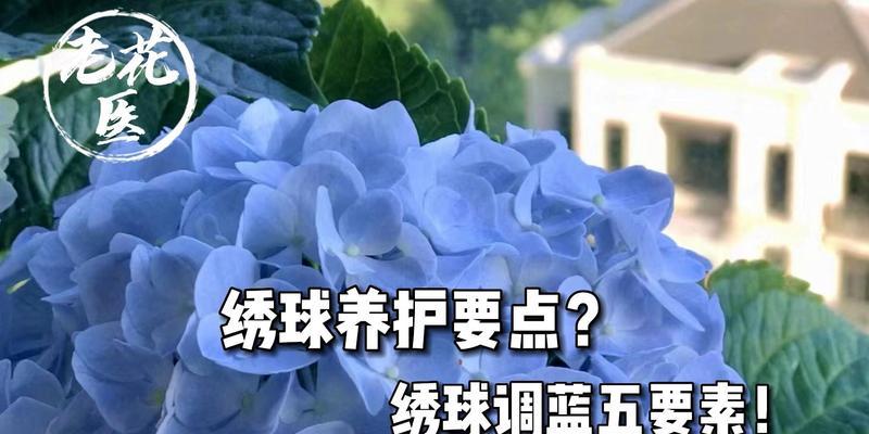 《绣球花的养殖方法视频教程》（用视频学习绣球花的种植技巧，让花园更美丽！）