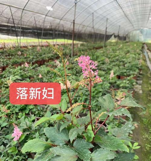 《花开新妇，寓意美好》（探寻落新妇花语的神秘密码）