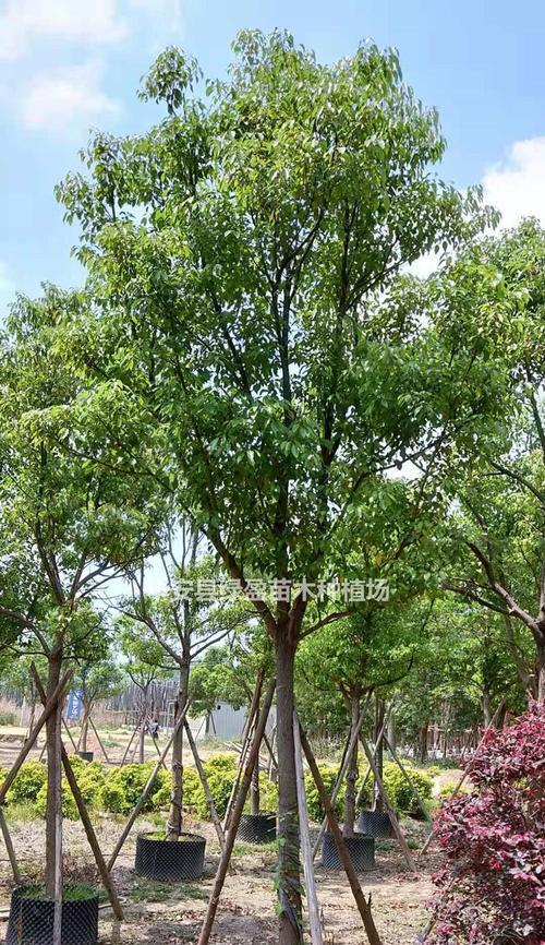 苗木全冠的意义与价值（全冠植物的生长特点及应用前景）