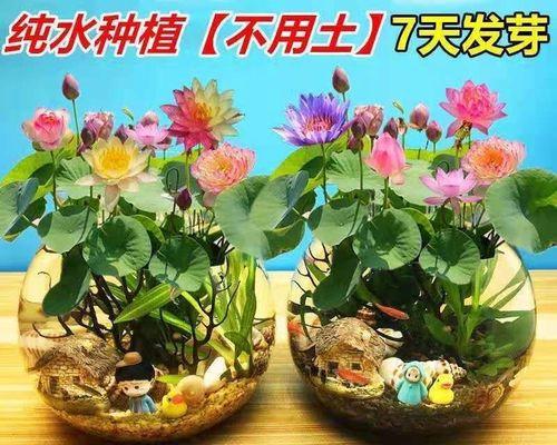 水养荷花家庭养护指南（掌握养护技巧，打造清雅水乡）