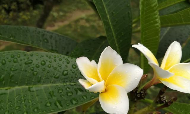 五月花海，遇见绚烂世界（品味大自然的花香，从五月花开开始）