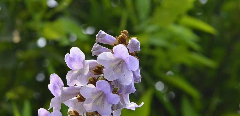 泡桐花的花语（自由之花的含义与象征——泡桐花的花语探秘）