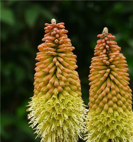 火炬花的花期与季节（了解火炬花，掌握花期特点）