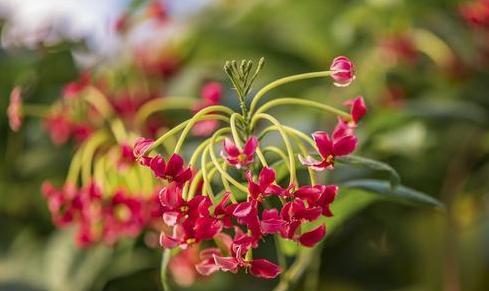 君子花语（以花为媒，诠释君子风度的迷人花语）