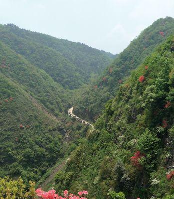 映山红真的是杜鹃花吗？——揭秘映山红的真正身份（映山红和杜鹃花的区别、生长环境和栽培技巧）