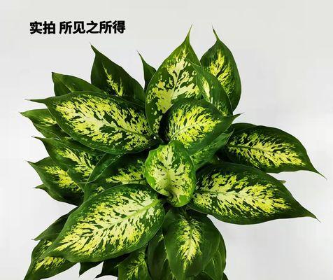 花叶万年青的养殖方法（打造室内绿色植物盆栽）