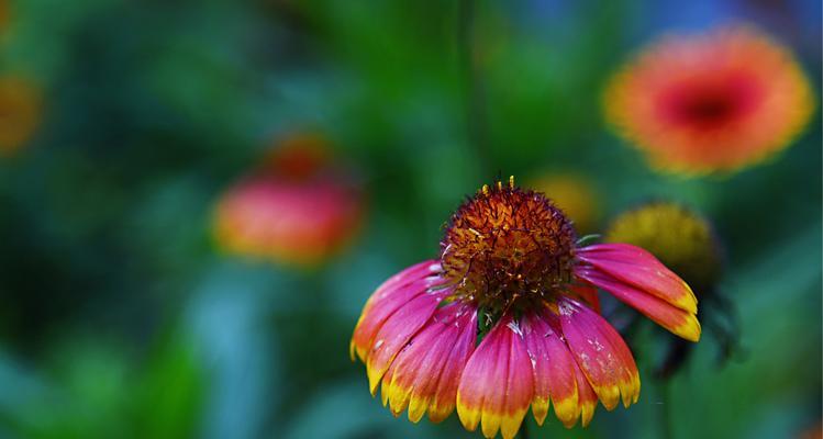 松果菊的花语及其魅力（探索松果菊的花语，传递美好与坚韧）