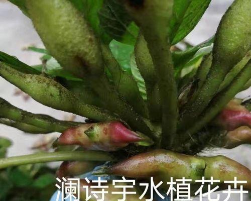 盆栽菱角的种植技巧（从选种到养护，助你打造一盆健康的菱角）