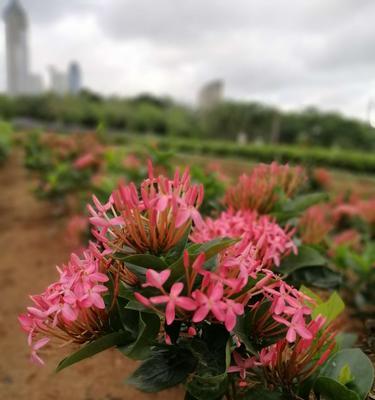 小叶龙船花（小叶龙船花的寓意与花语解读）