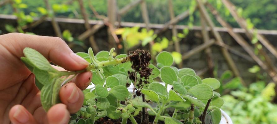 碰碰香养护指南（打造茂盛生长的室内绿色植物）