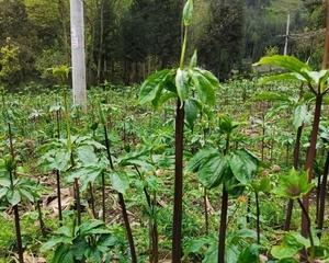 如何种植七叶一枝花种子（教你快速发芽种植花卉）