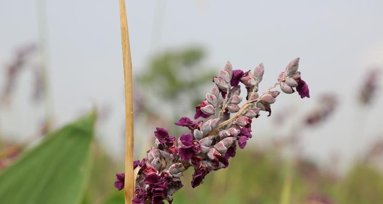 再力花的花语之美丽与祝福（探寻再力花的花语之深意与魅力）