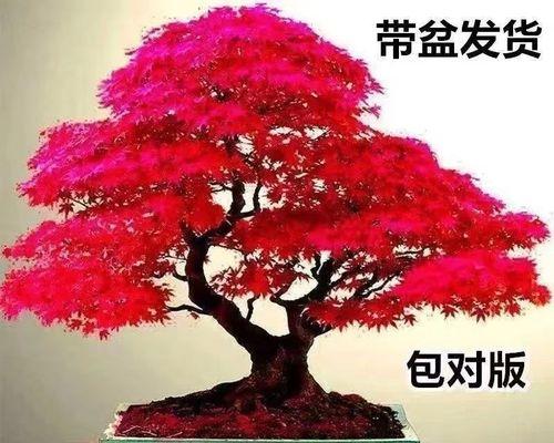 如何成功养殖红枫树