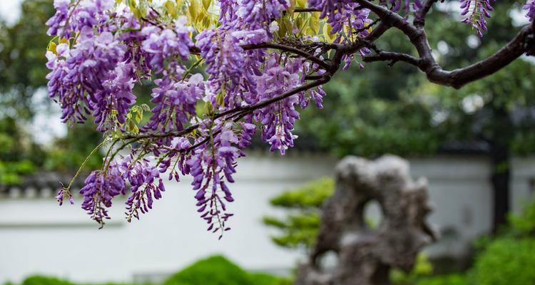 紫藤花语的含义及传承（探寻紫藤花语的深层意义）