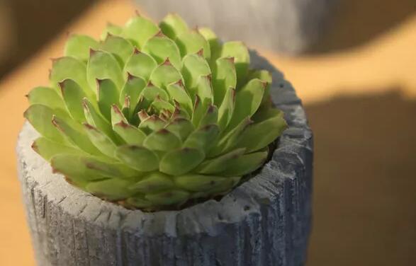 解决多肉植物喷火龙烂根问题的有效方法（教你如何拯救被烂根困扰的多肉爱好者）