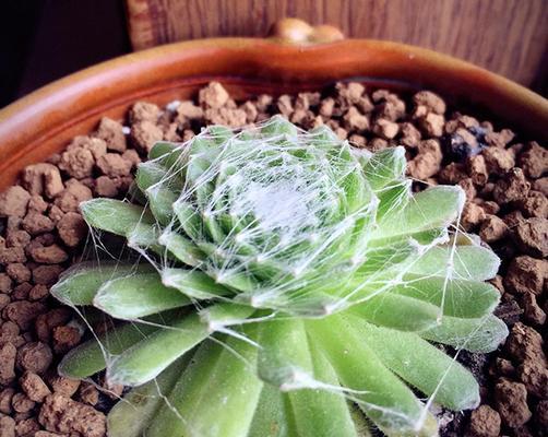 解决多肉植物喷火龙烂根问题的有效方法（教你如何拯救被烂根困扰的多肉爱好者）