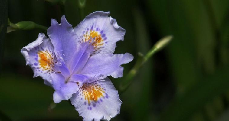 探寻鸢尾花的花语之美（鸢尾花语的解读与应用）