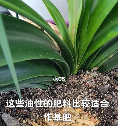 如何换盆君子兰（要求和注意事项）