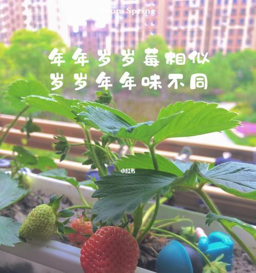 阳台种植草莓的注意事项（打造自己的草莓田）