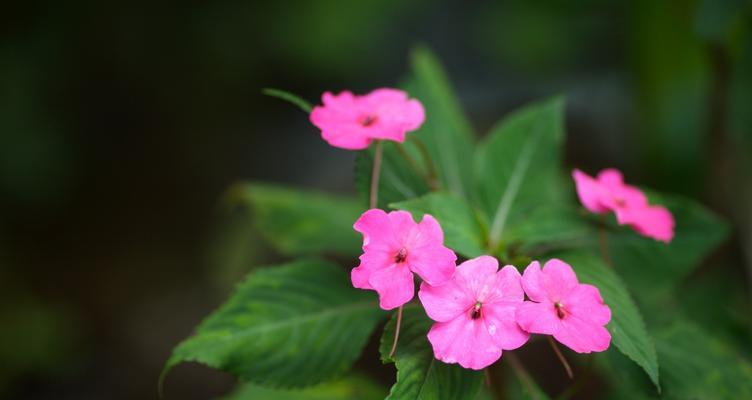 夏日盛放——只在夏天开的花（探秘夏季美丽花卉的盛放奥秘）