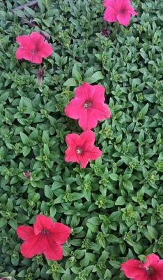 牵牛花开花季节及生长习性（什么季节牵牛花开花？牵牛花的特点和栽培方法）