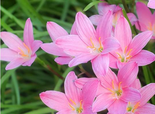 夏日花开，色彩绚烂（夏天的花朵让世界绽放生机）