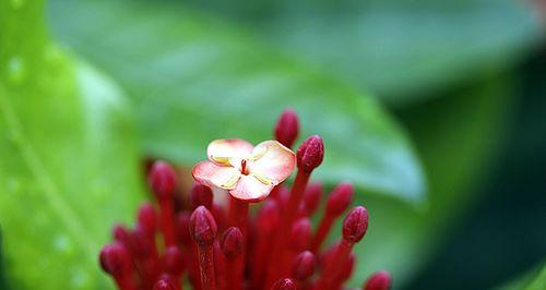 仙丹花（解读仙丹花的花语与传说，探寻其神奇之谜）