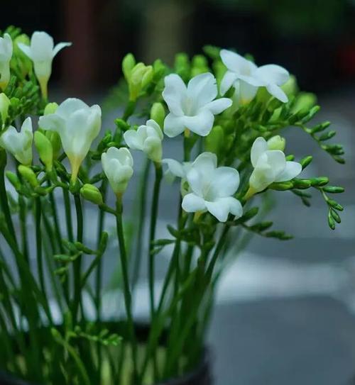 香雪兰（花开冰雪间，寄托永恒之情）